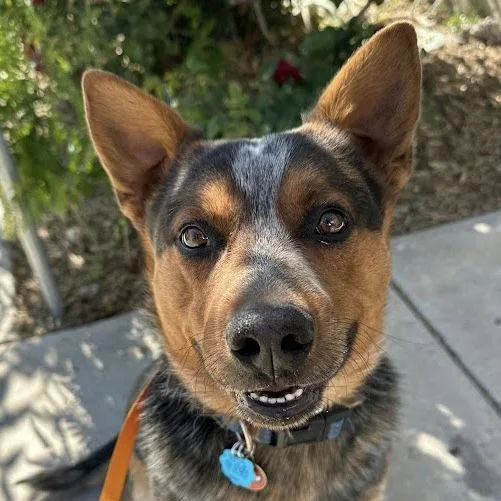 An adult medium-sized male Gray / Blue / Silver Australian Cattle Dog / Blue Heeler dog named Radley for adoption in Reno, NV