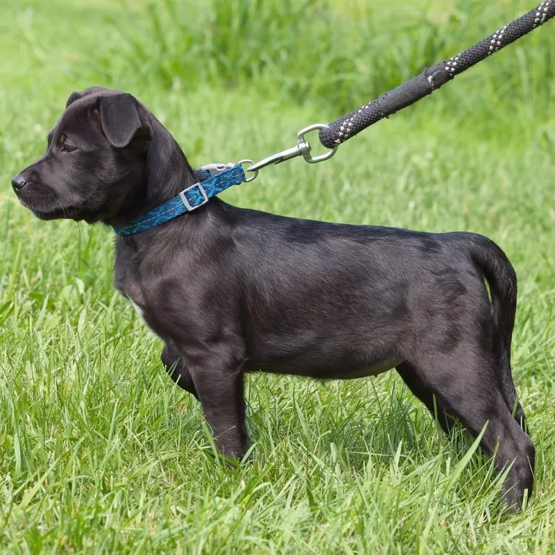 A baby medium-sized female Black Pit Bull Terrier dog named Geico for adoption in South Elgin, IL