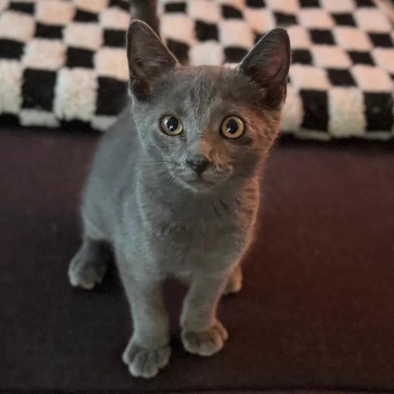 Napolean Blu