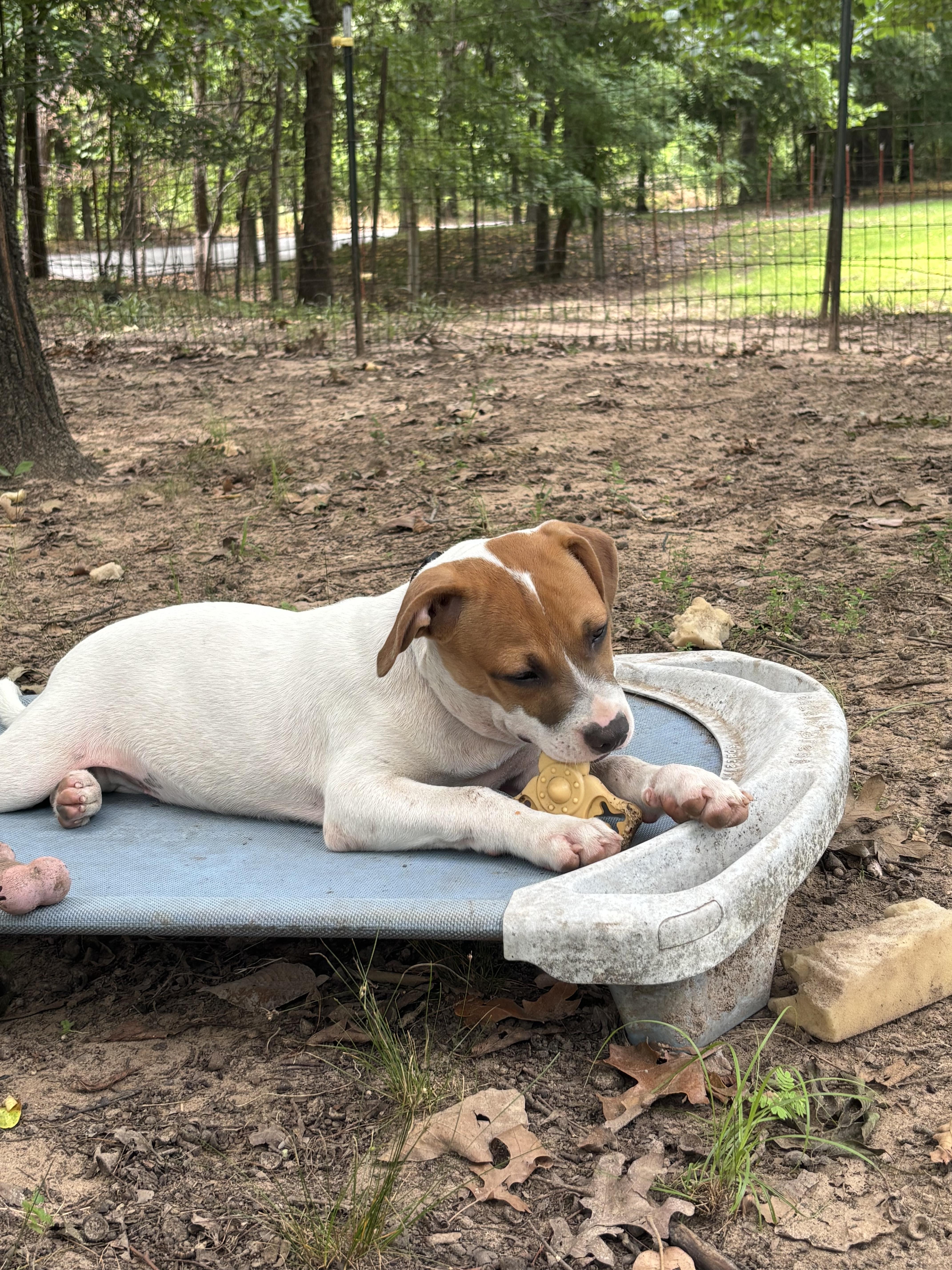 A baby medium-sized male Labrador Retriever dog named Roscoe for adoption in Cleveland, OK