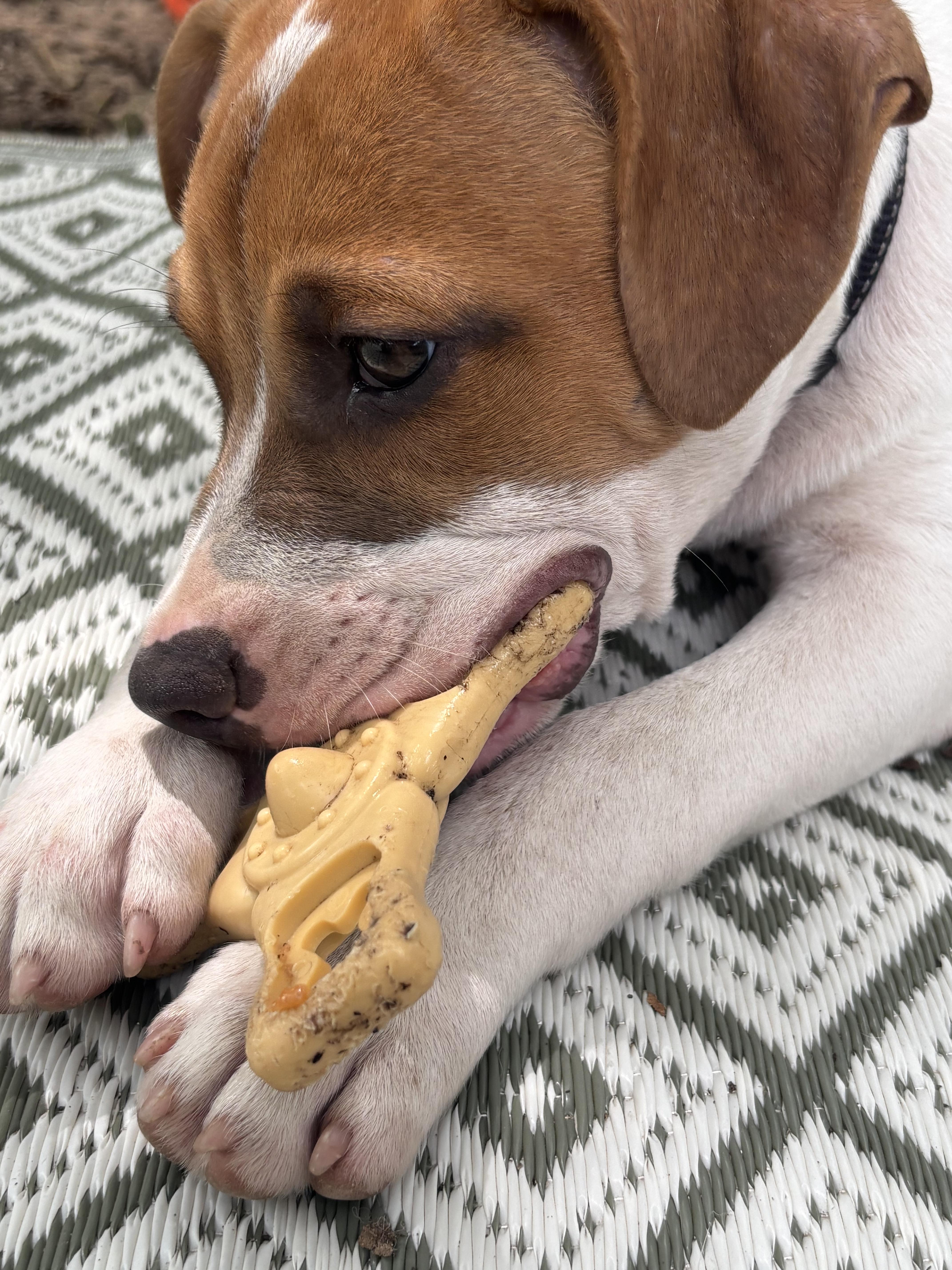 Roscoe thumbnail 2