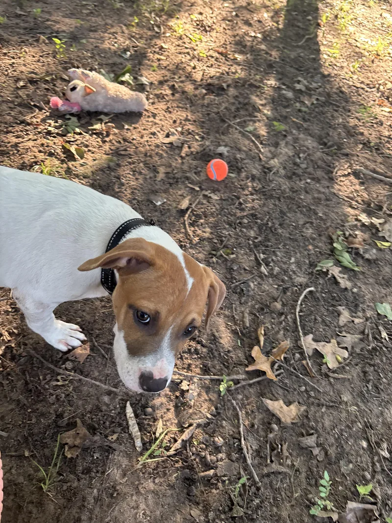 Roscoe thumbnail 3