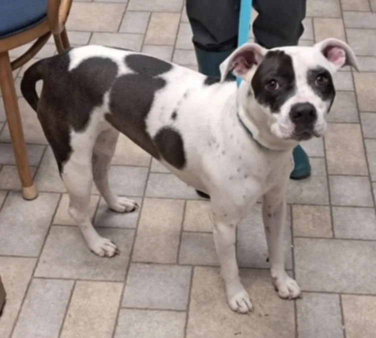 An adult medium-sized female White / Cream Pit Bull Terrier dog named Lady for adoption in Hollister, MO