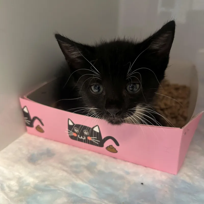 A baby small-sized male Black & White / Tuxedo Domestic Short Hair cat named Dexter for adoption in Margate, FL