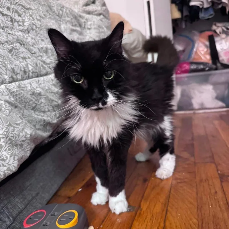 A senior small-sized female Black Domestic Long Hair cat named Bubbie for adoption in Long Island City, NY
