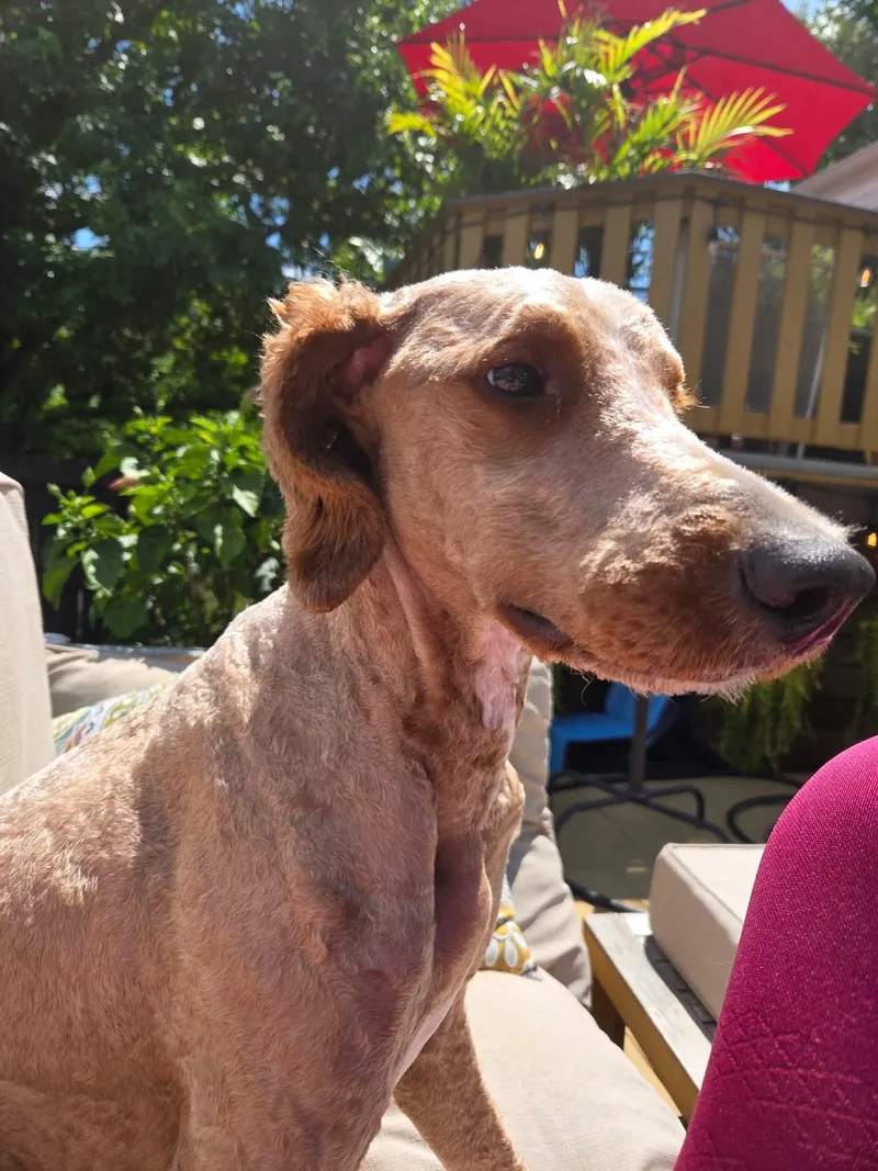 A young large-sized male Goldendoodle dog named Ollie for adoption in Maineville, OH