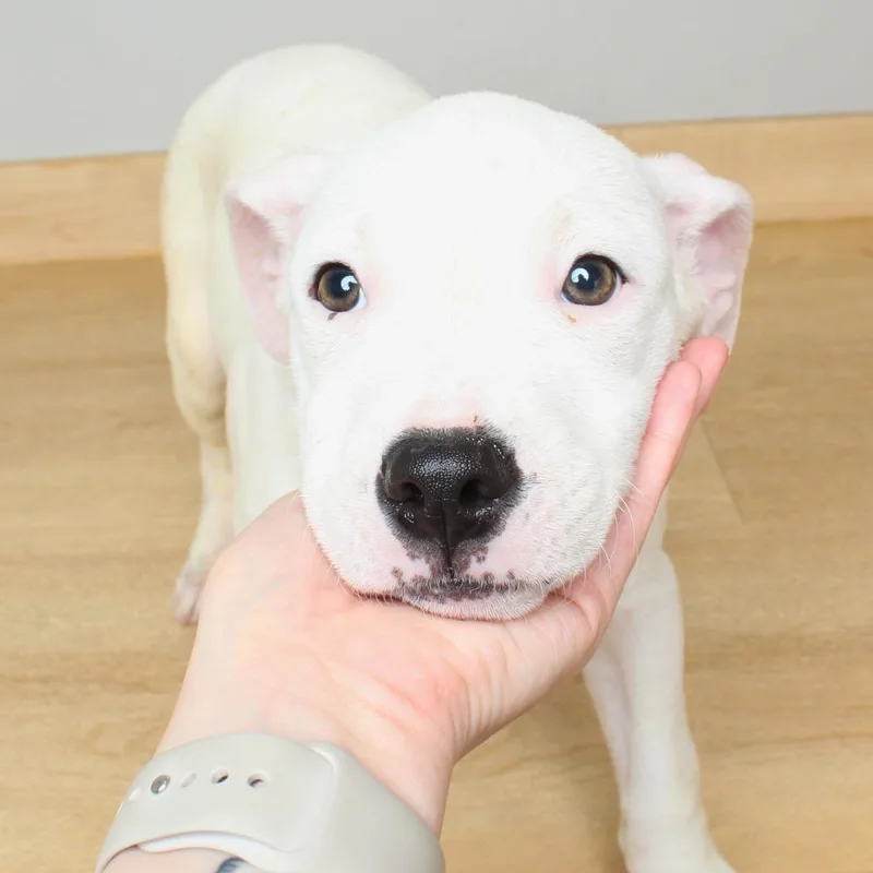 A baby medium-sized female White / Cream Boxer dog named Birdie D for adoption in Minnetonka, MN