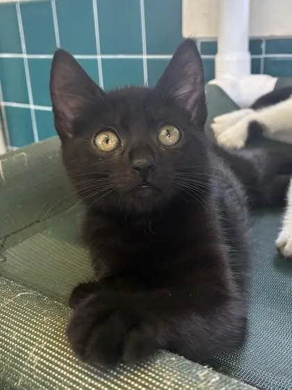 A baby small-sized female Domestic Short Hair cat named Baboon for adoption in Honolulu, HI