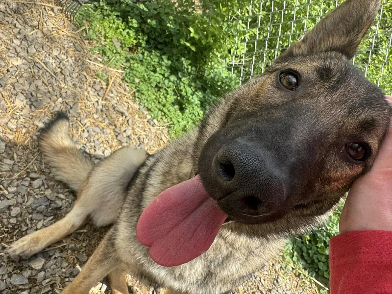 Carolina thumbnail 3