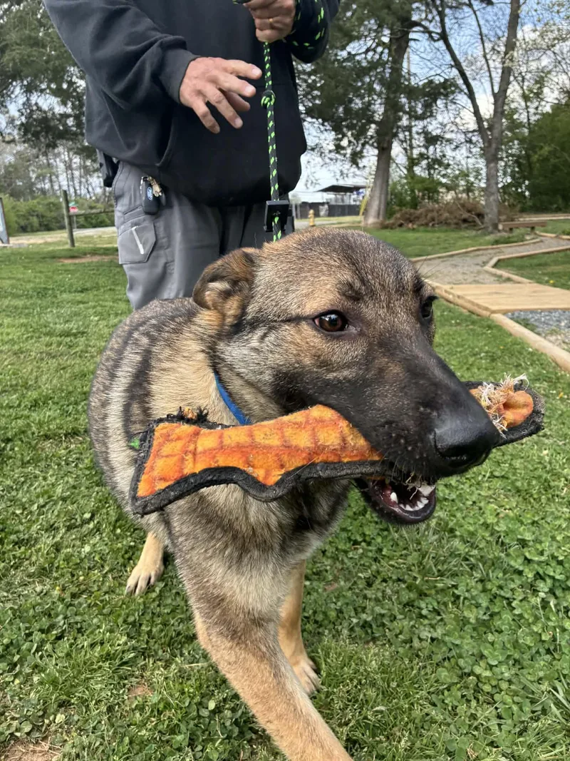 Carolina thumbnail 4