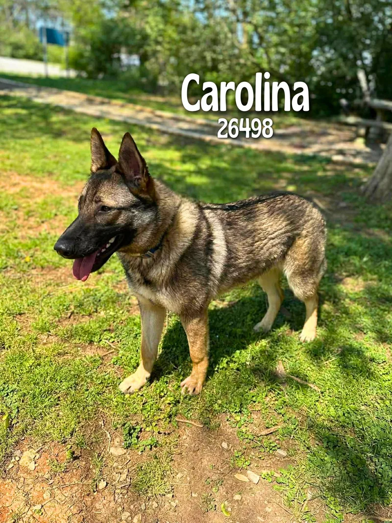 An adult medium-sized female Brown / Chocolate German Shepherd Dog dog named Carolina for adoption in Oak Ridge, TN