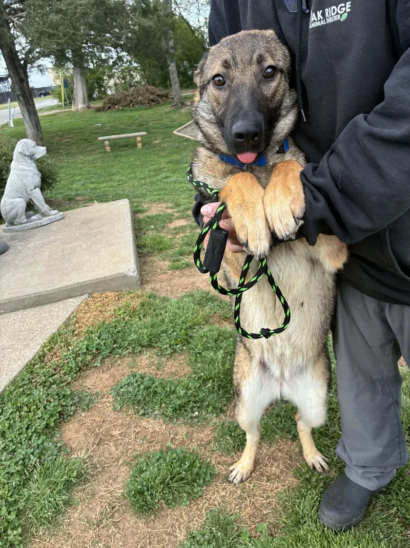 Carolina thumbnail 5