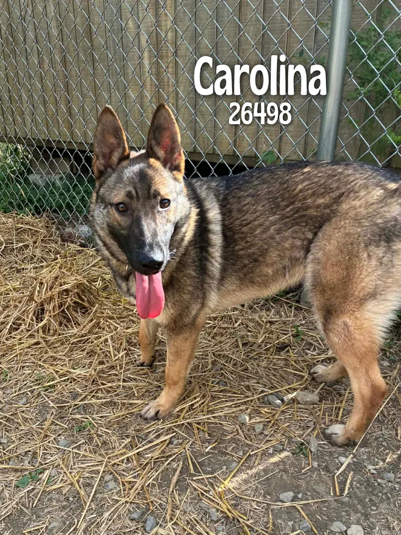 Carolina thumbnail 6