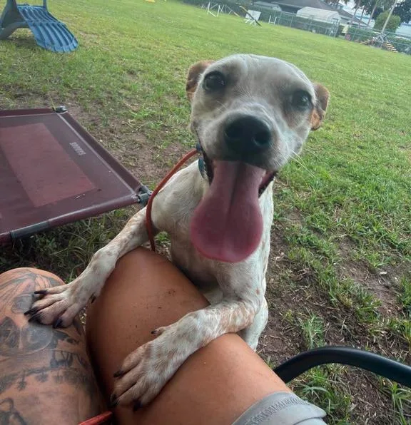 An adult medium-sized female Feist dog named Hazel for adoption in Osteen, FL