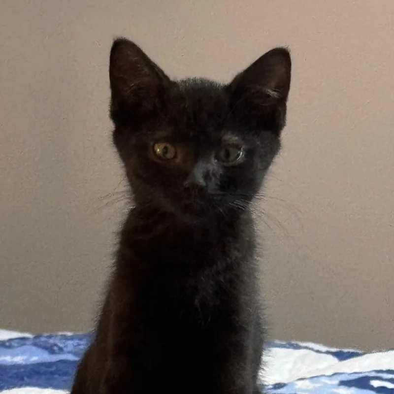 A baby small-sized male Black Domestic Short Hair cat named Gilbert for adoption in Monroe, MI