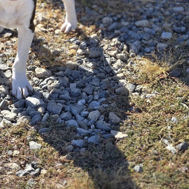 A baby medium-sized male White / Cream Pit Bull Terrier dog named Aiden for adoption in Sheridan, AR