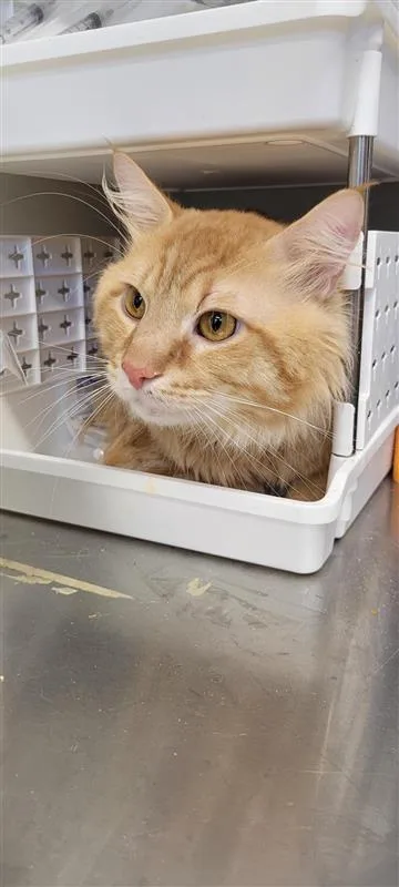 An adult medium-sized male Domestic Short Hair cat named Marmalade for adoption in West Chester, PA