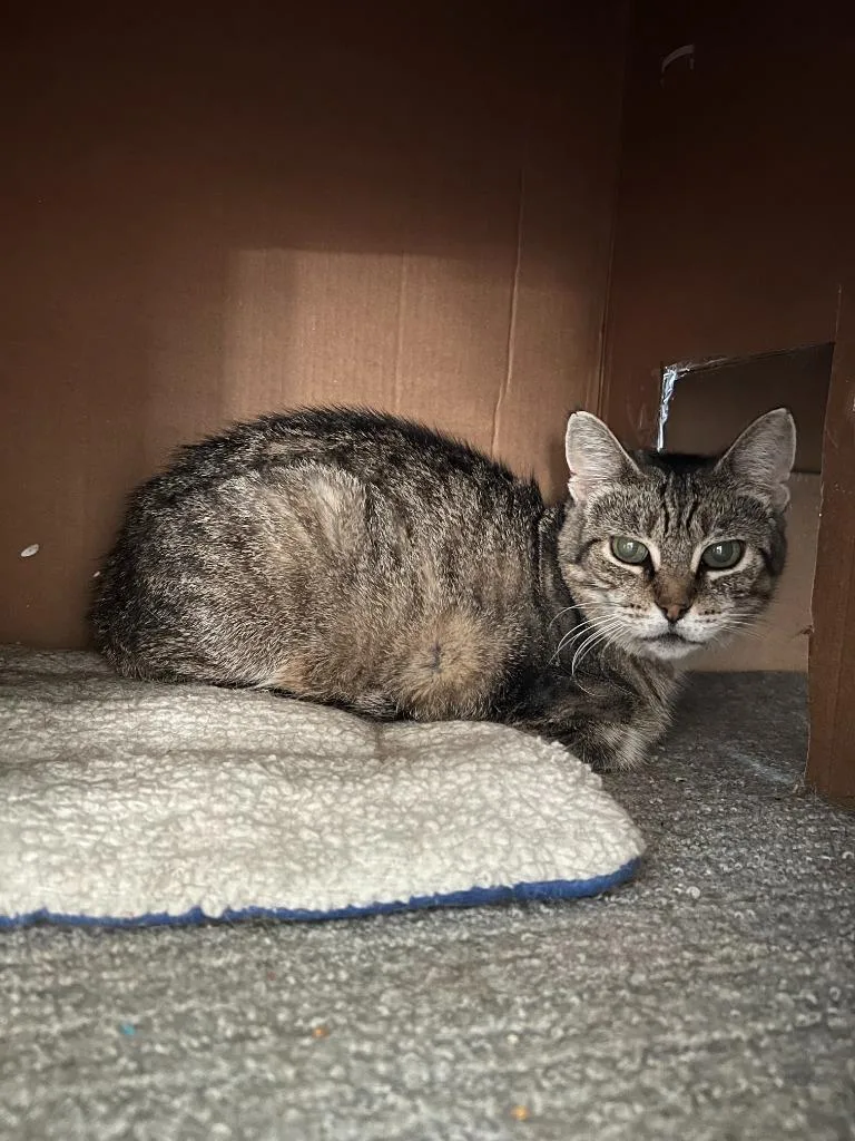 An adult medium-sized female Domestic Short Hair cat named Ellie for adoption in Minneapolis, MN