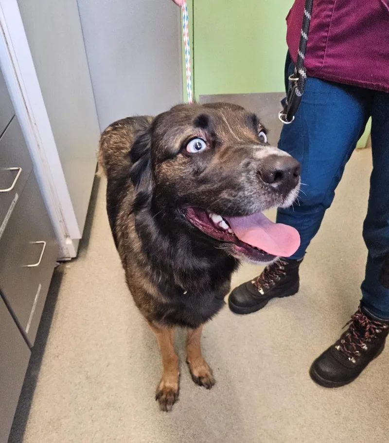 A young medium-sized female Shepherd dog named Athena for adoption in Bloomington, IN