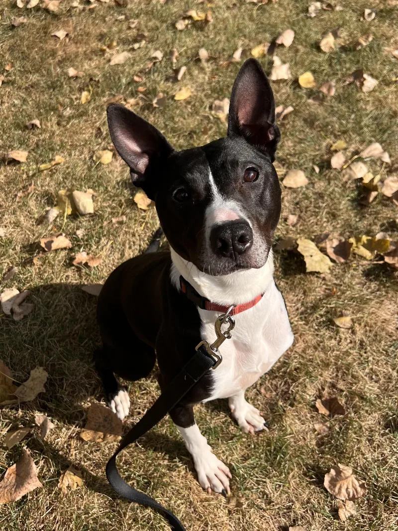An adult medium-sized male Pit Bull Terrier dog named Jolston for adoption in Troy, MI