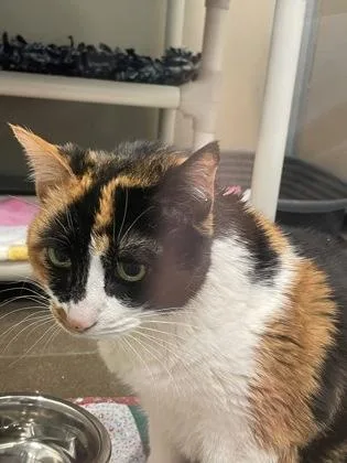 A senior small-sized female Domestic Short Hair cat named Wynter for adoption in Bellevue, WA