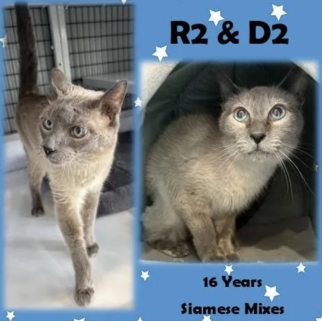 An adult medium-sized male Lilac Point Siamese cat named R & D for adoption in Franklin, IN
