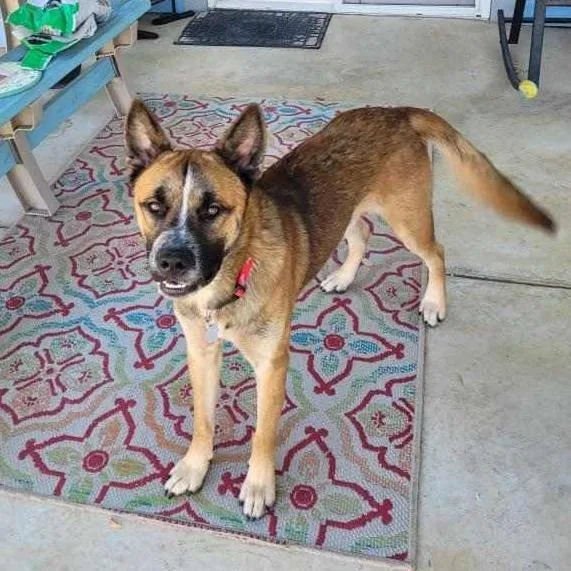An adult large-sized male Golden Akita dog named Dakota JuM for adoption in Austin, TX