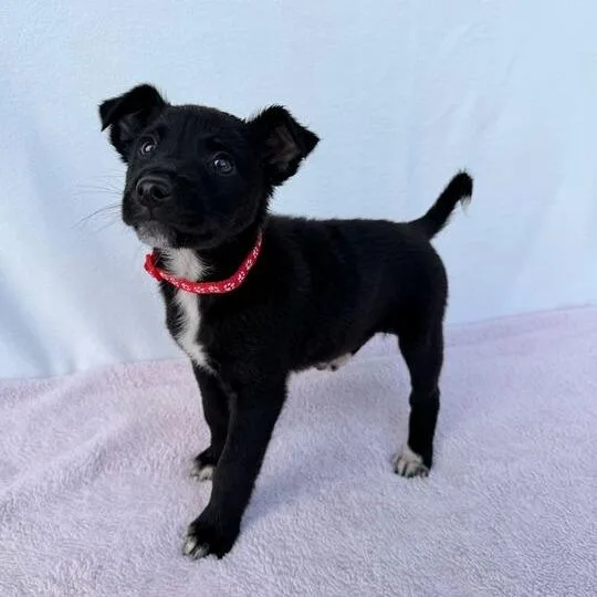 Felicity thumbnail 2