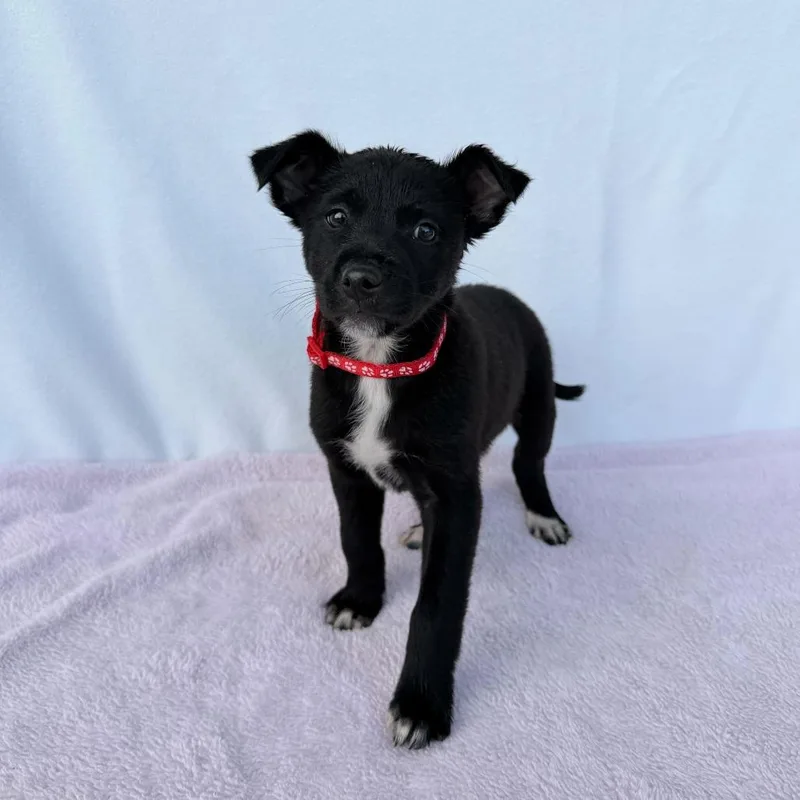 Felicity thumbnail 3