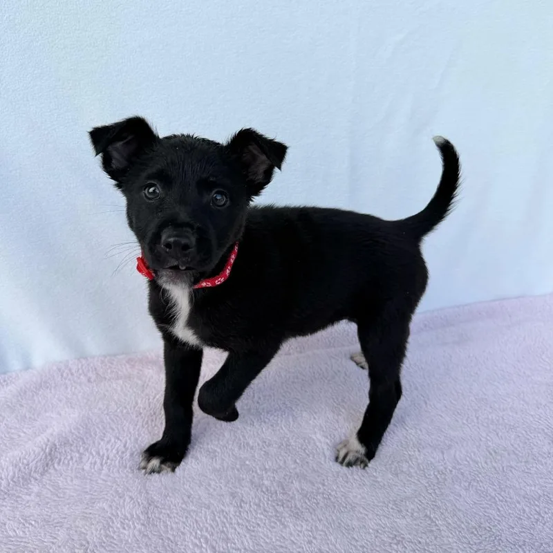 Felicity thumbnail 4