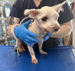 An adult small-sized male White / Cream Maltese dog named Mikey for adoption in New York, NY