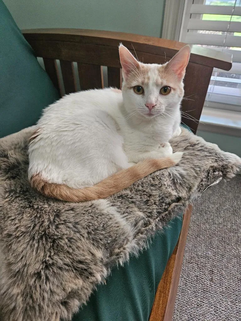 A young medium-sized female Domestic Short Hair cat named Nilla for adoption in Manchester, TN