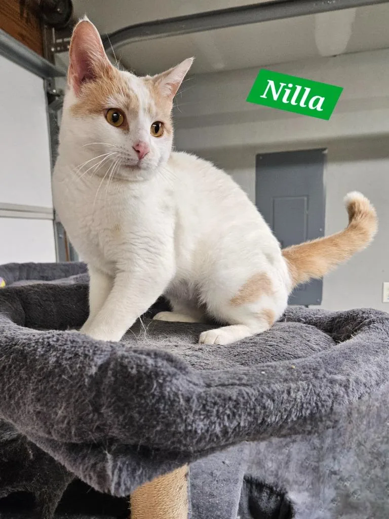 Nilla thumbnail 2