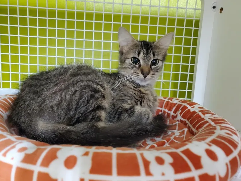 Jewels Ortiz thumbnail 4