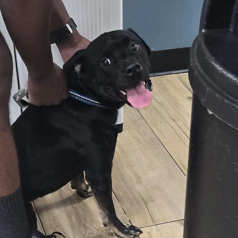 A baby small-sized male Pug dog named Bear for adoption in Newark, NJ