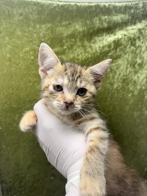 A baby small-sized female Domestic Short Hair cat named Goose for adoption in Riverside, CA