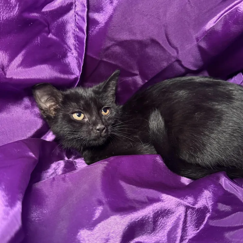 A baby small-sized female Black Domestic Short Hair cat named Chick Weed for adoption in Eaton Rapids, MI