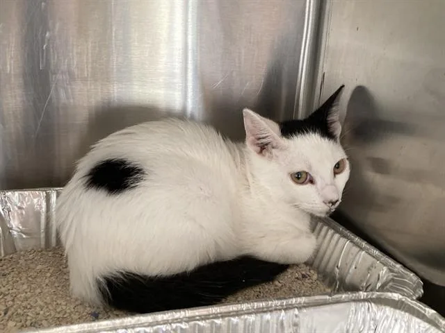 A baby small-sized female Domestic Short Hair cat named Cruffin for adoption in Tustin, CA