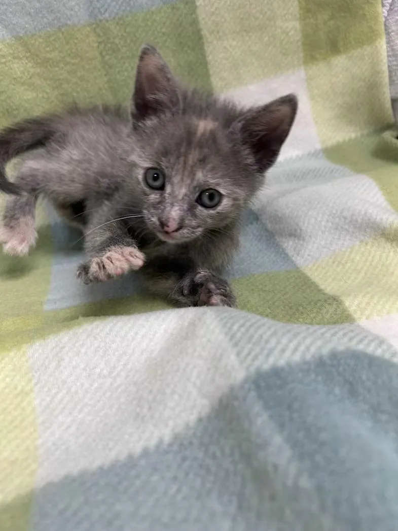 A baby medium-sized female Blue Cream Domestic Short Hair cat named Violet for adoption in Greensboro, NC