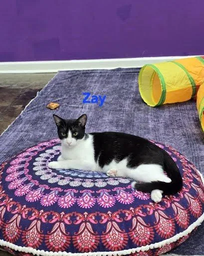 A baby large-sized male Domestic Short Hair cat named Zay for adoption in Metairie, LA