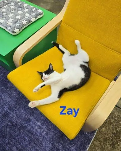 Zay thumbnail 2