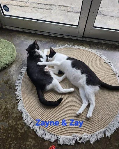 Zay thumbnail 3