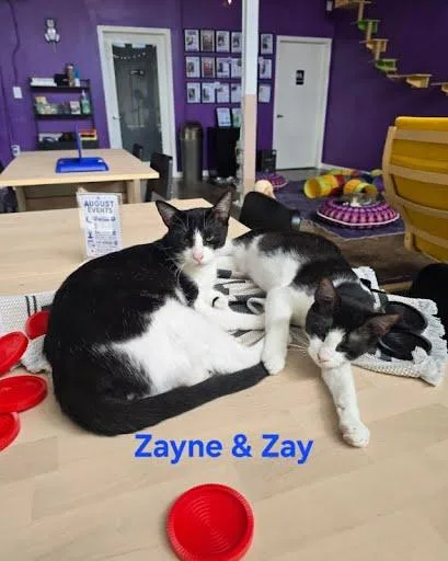 Zay thumbnail 4