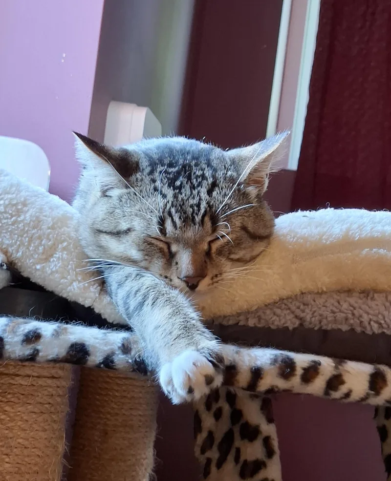 A young large-sized male Tabby (Brown / Chocolate) Tabby cat named Hank for adoption in Grand Rapids, MI