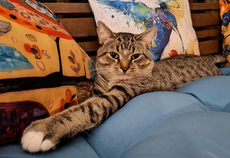 Hank thumbnail 2