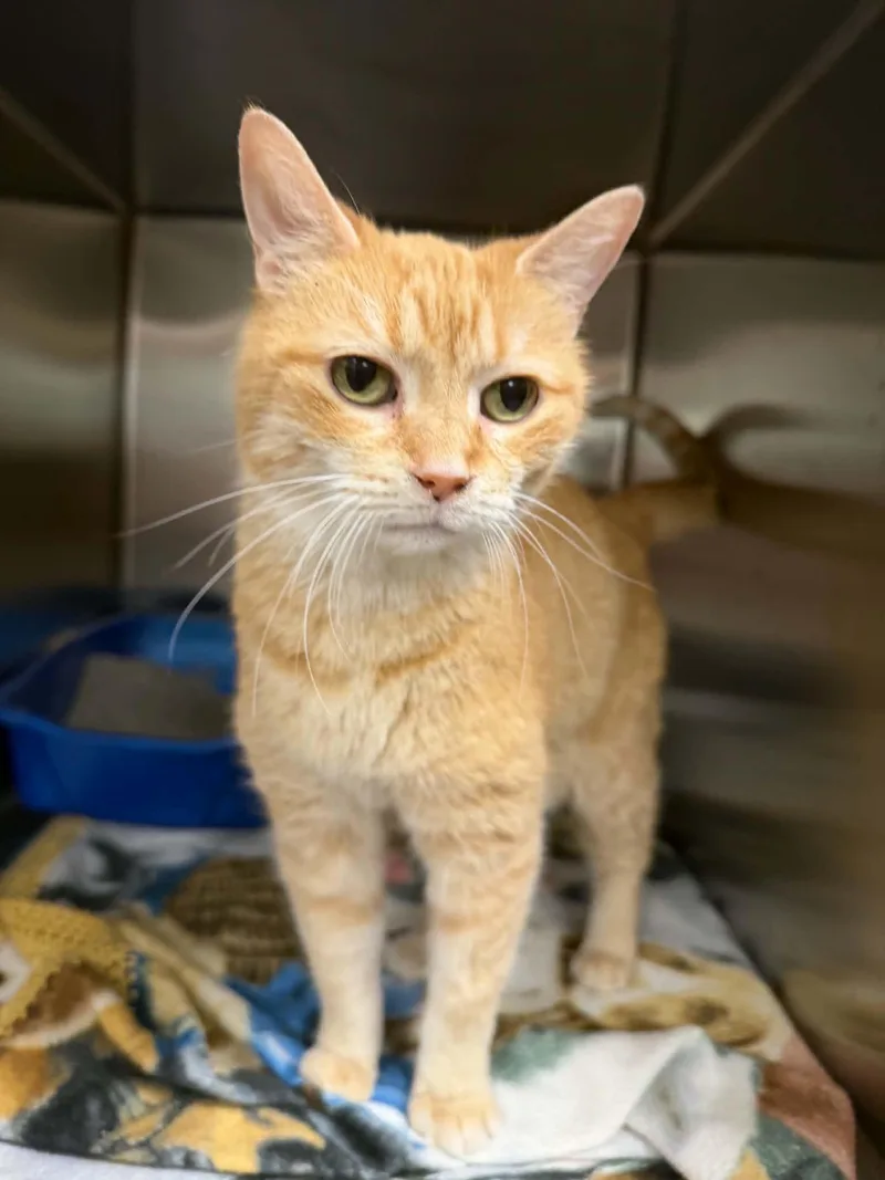 An adult medium-sized female Tabby (Orange / Red) Domestic Short Hair cat named Elmira for adoption in Martinsville, IN