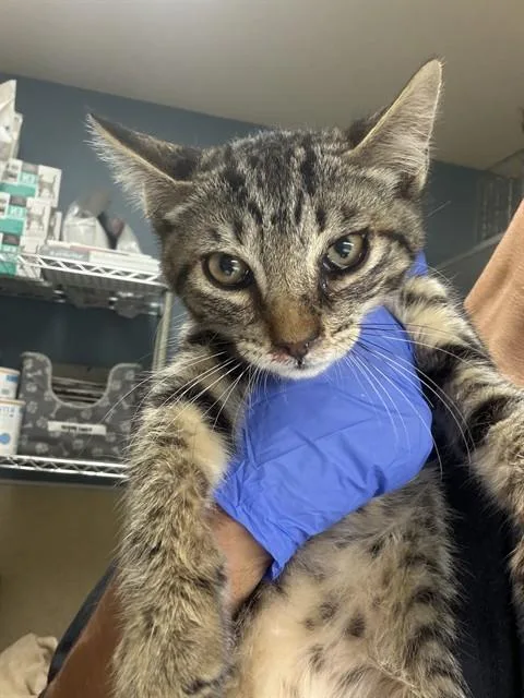 A baby small-sized male Domestic Short Hair cat named Mint for adoption in Riverside, CA