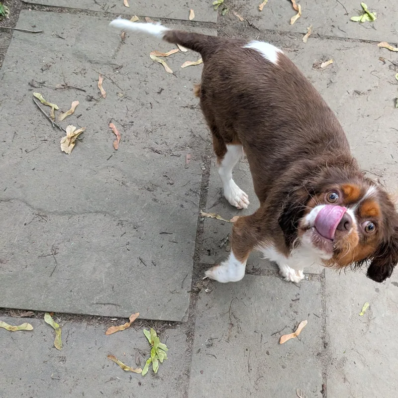 An adult medium-sized male Cavalier King Charles Spaniel dog named Snickers for adoption in Danville, VT