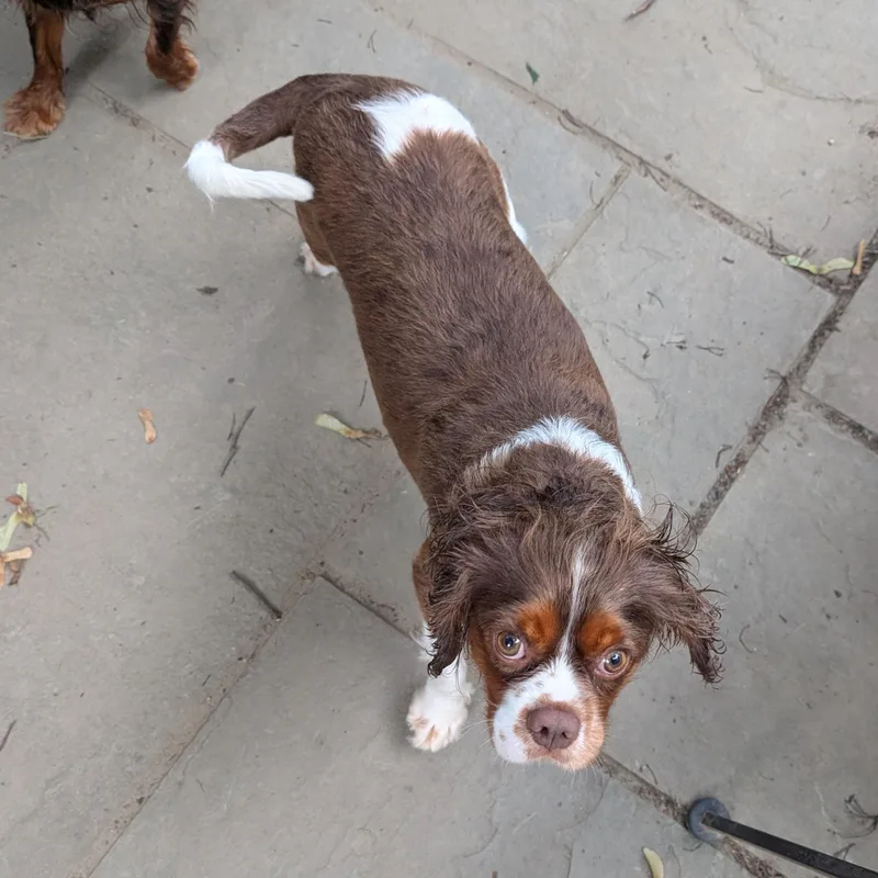 Snickers thumbnail 2