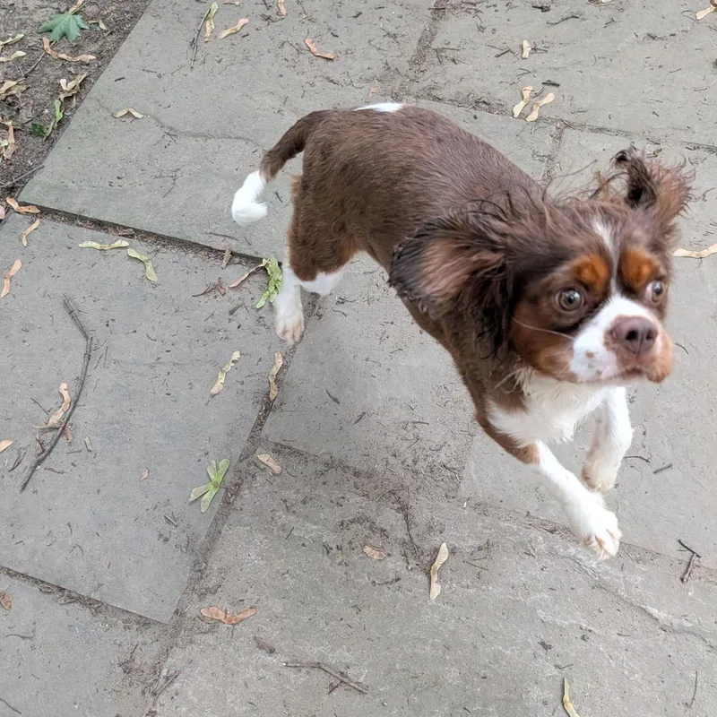 Snickers thumbnail 3